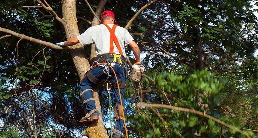 An Arborist Cutting Down a Maple Tree